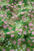 Marsh Violet Dress in Campion Field Dill