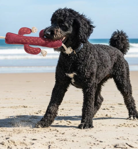 Cactus Dog Toy