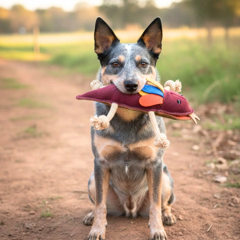 Fink the Frillneck Lizard Dog Toy