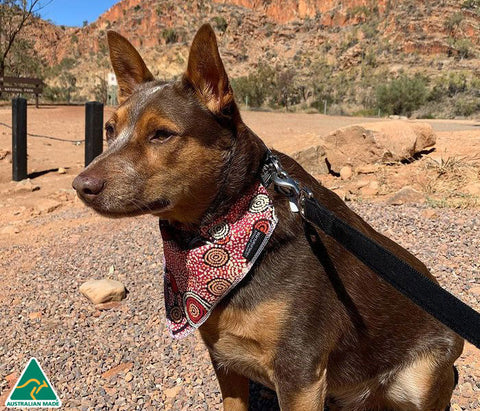 Pet Bandana in Various Designs